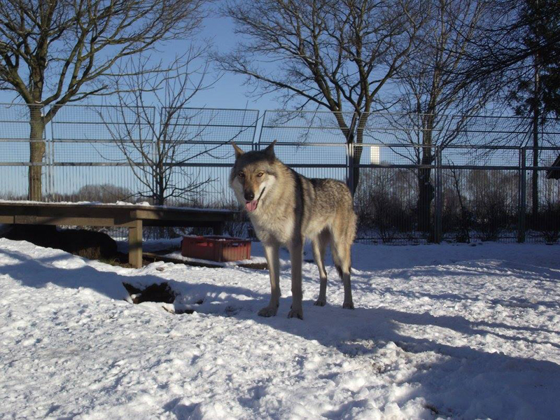 Wolfdog Kalisha